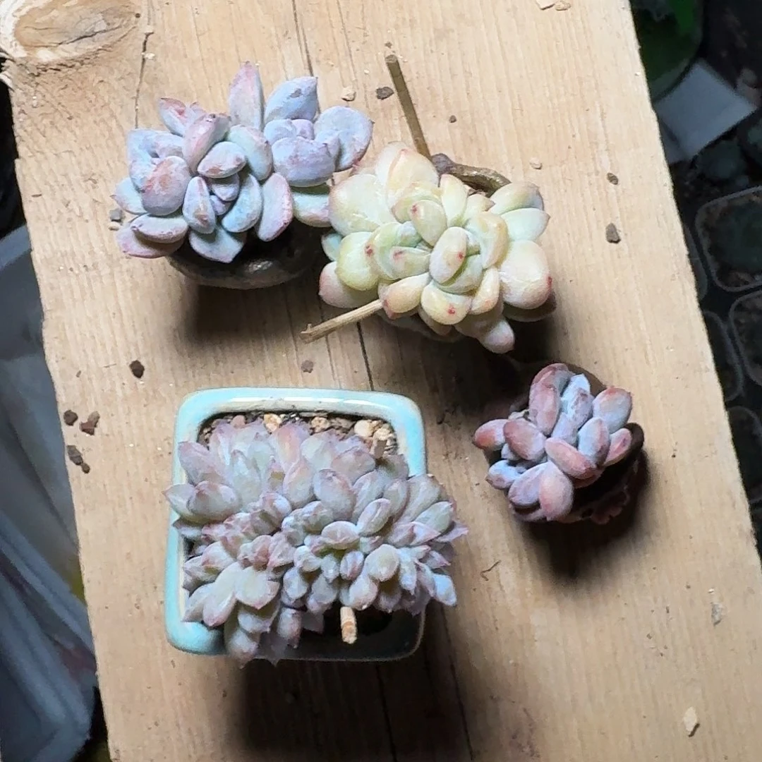 快****?多肉卡卡米2颗一起
