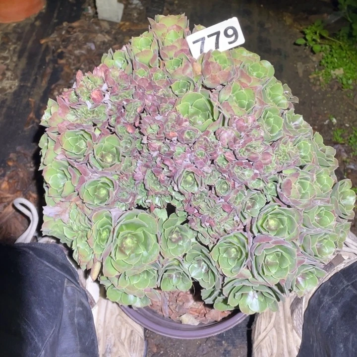 24厘米左右朵朵缀缺水蔫779