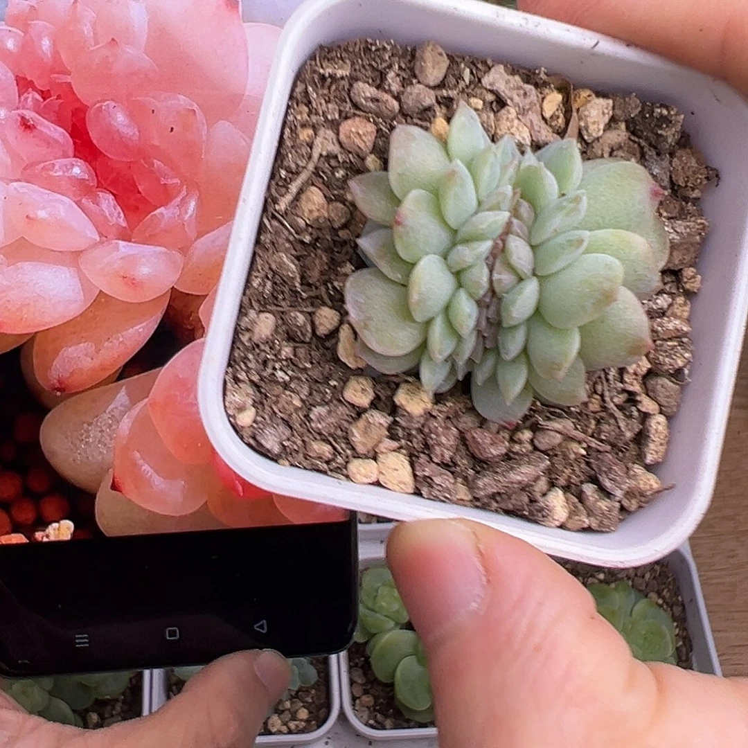 风花雪月缀化。