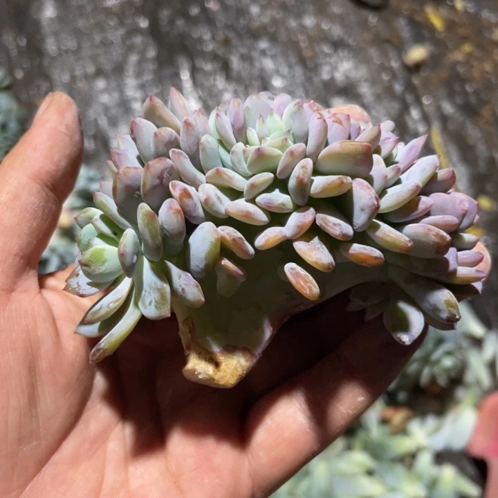 凤橙缀化，缀线好欧