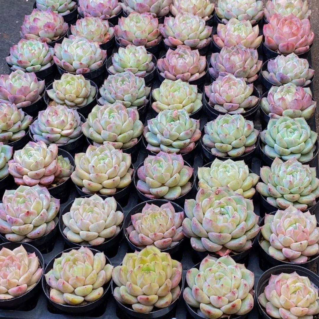 春**我795多肉植物保护研究所所长