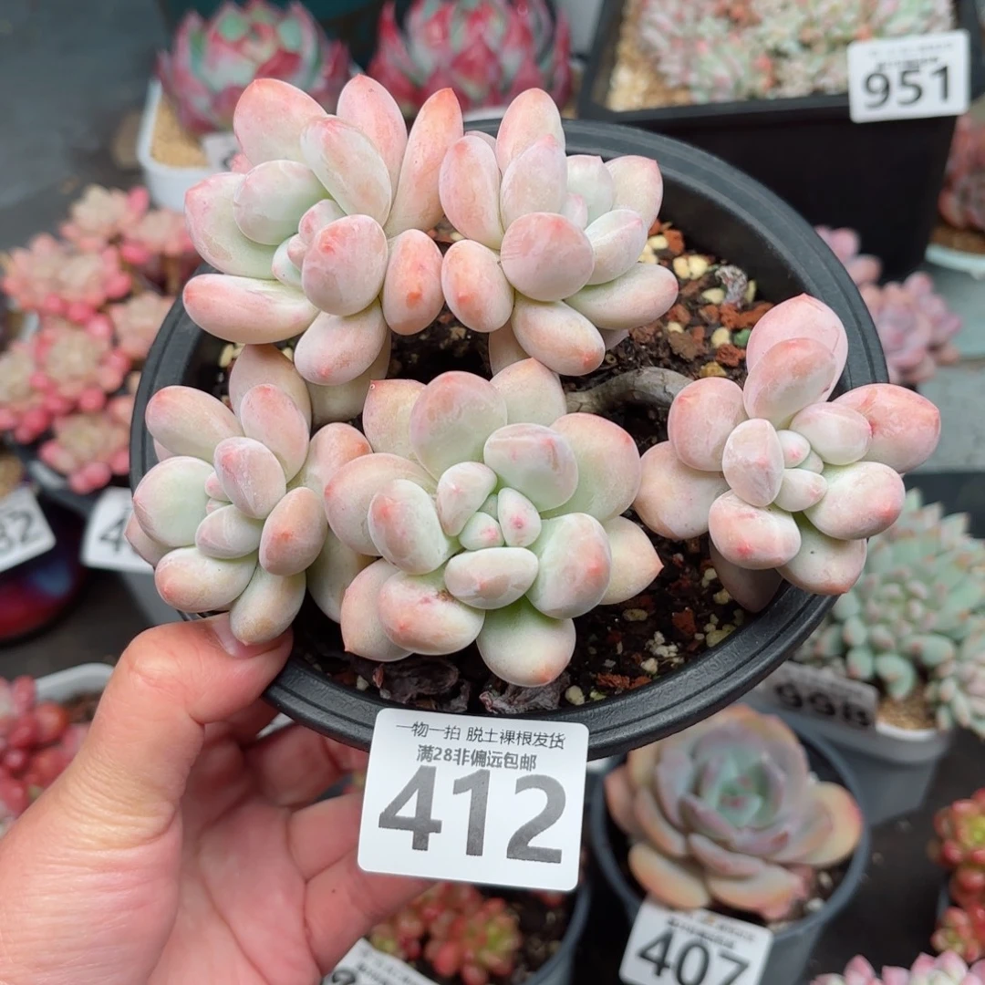 香水老桩无盆土发货