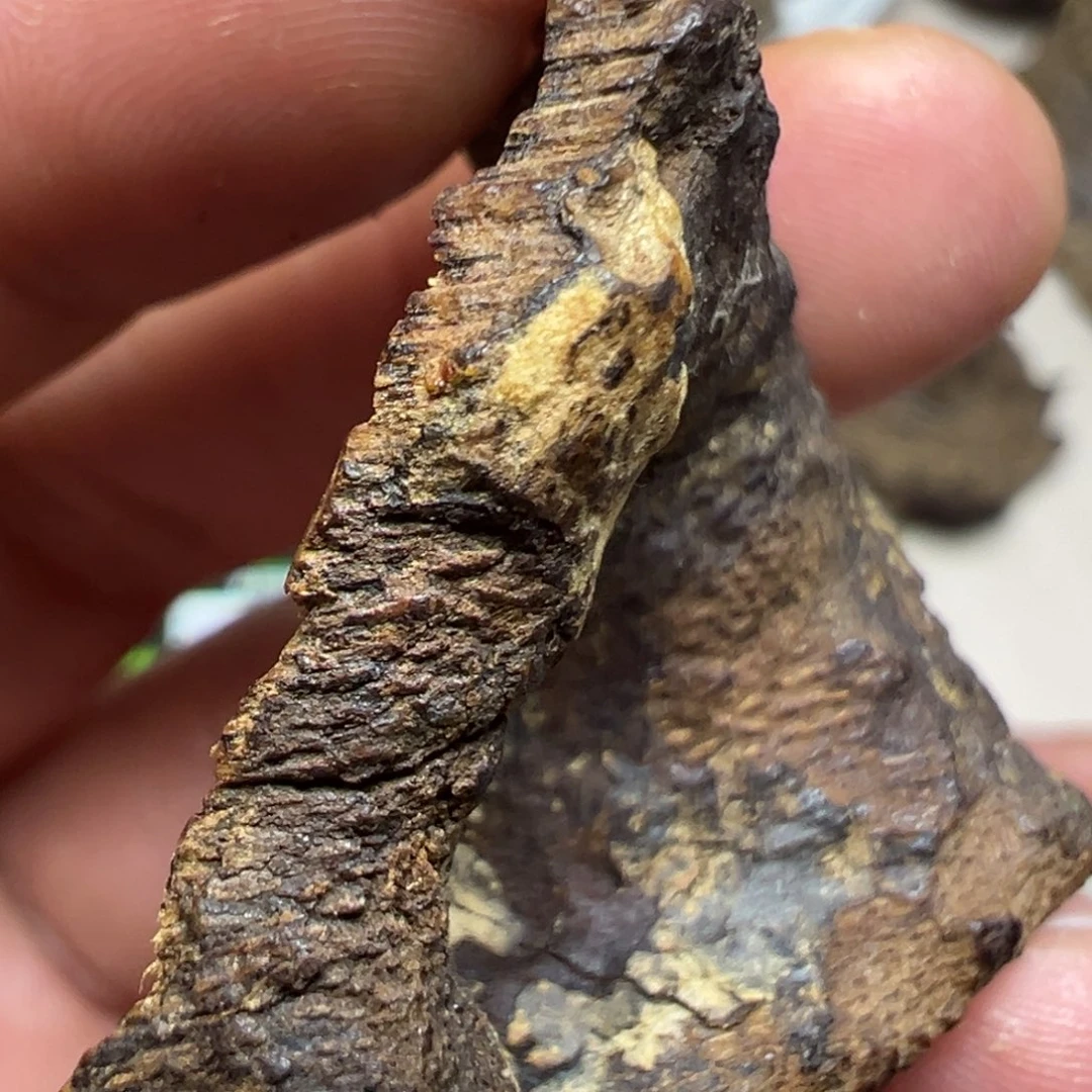 二***子沉香沉香碎屑海南黎母山沉水包头3.07g