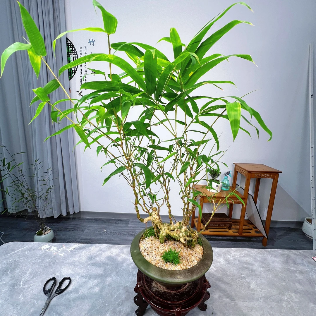 【金丝佛肚竹】老桩提根盆栽室内好养禅意文人茶桌绿植盆栽