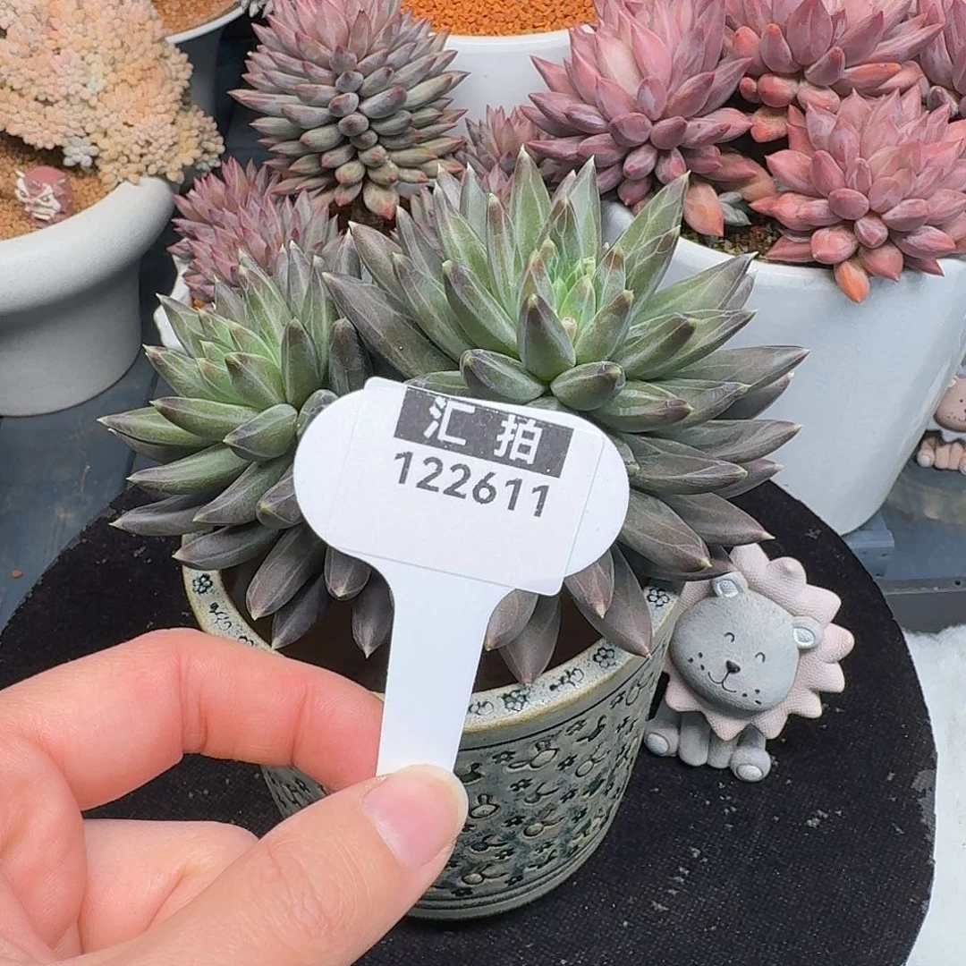 精品多肉植物122611