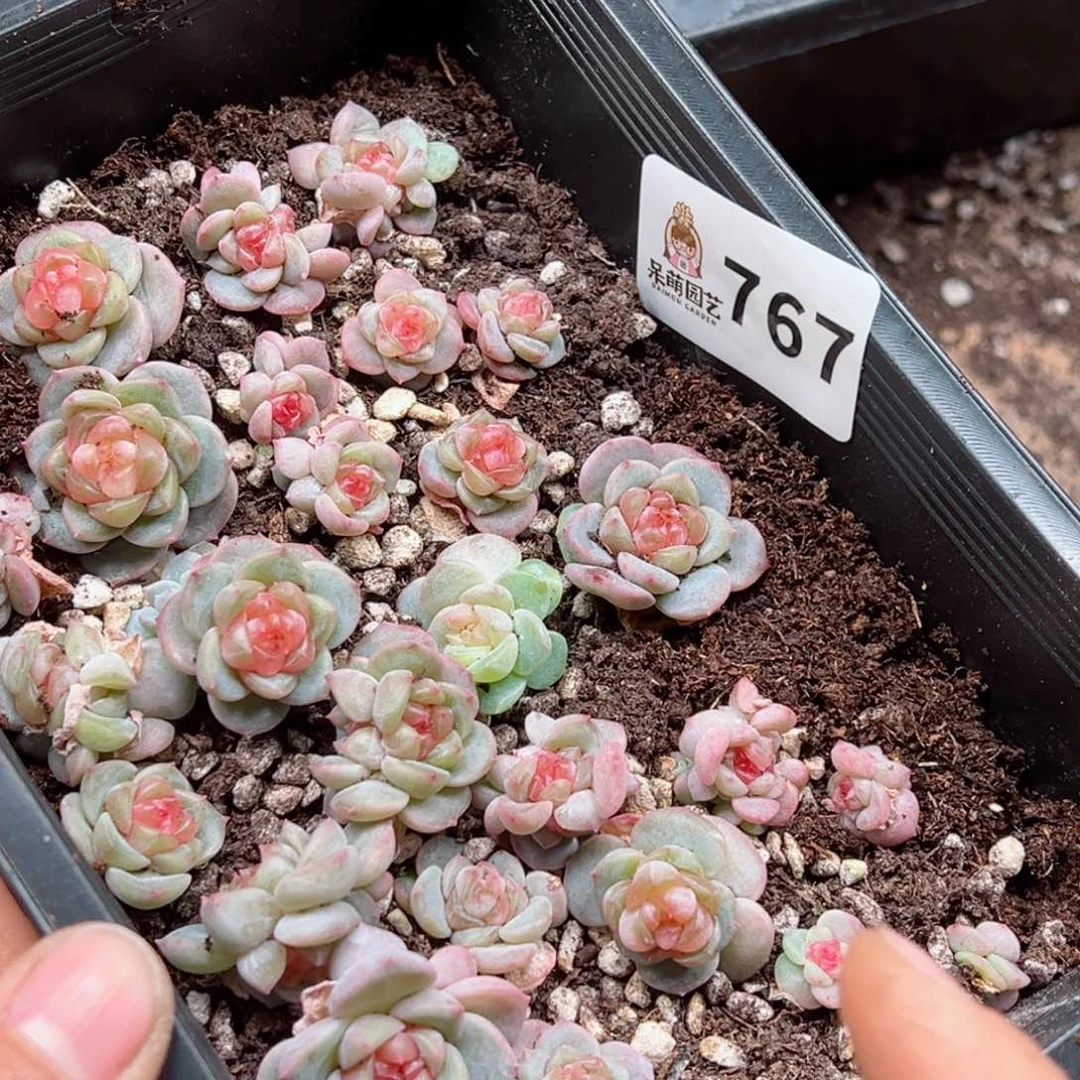 ?*7多肉植物多肉植物