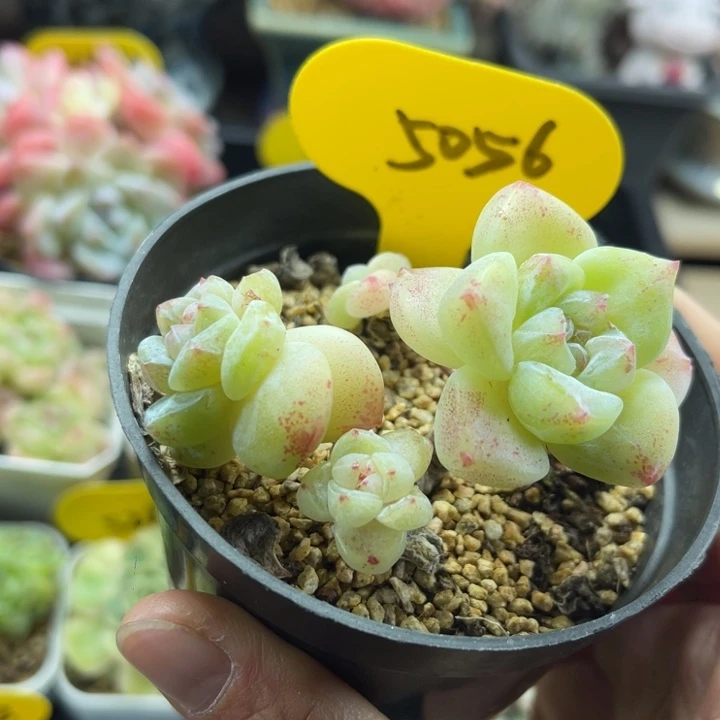 冰玉石化长腿老桩5056