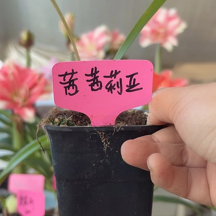 无花朵西西莉亚朱顶红直径1.5