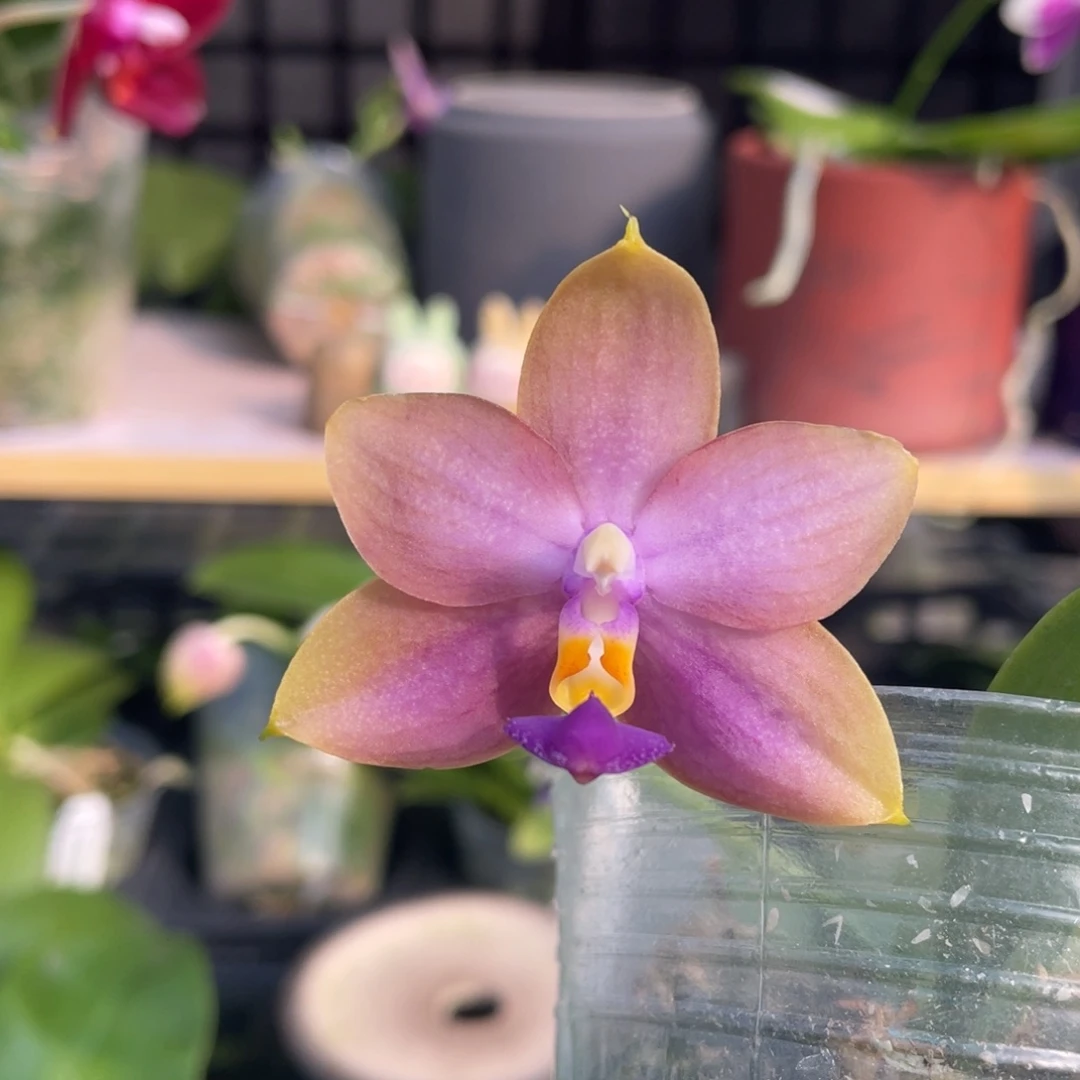 完全开放333666666