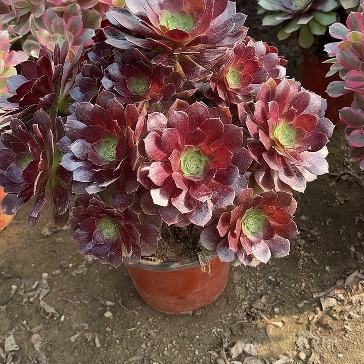 多肉植物赤焰莲08