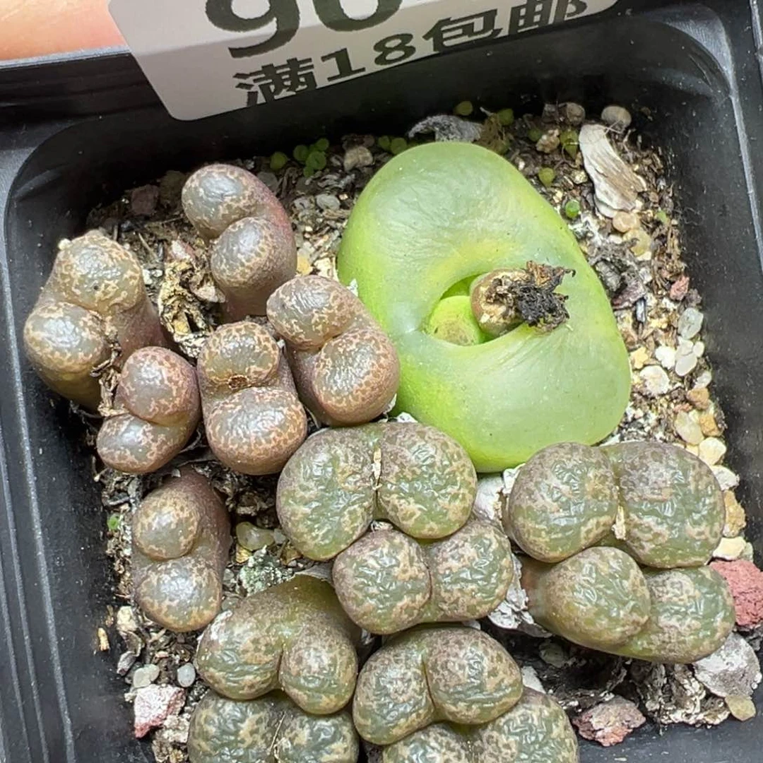 【闪购商品】904……