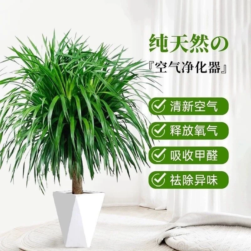 龙血树室内客厅绿植剑叶龙须树单杆高档盆栽耐旱净化空气美化环境