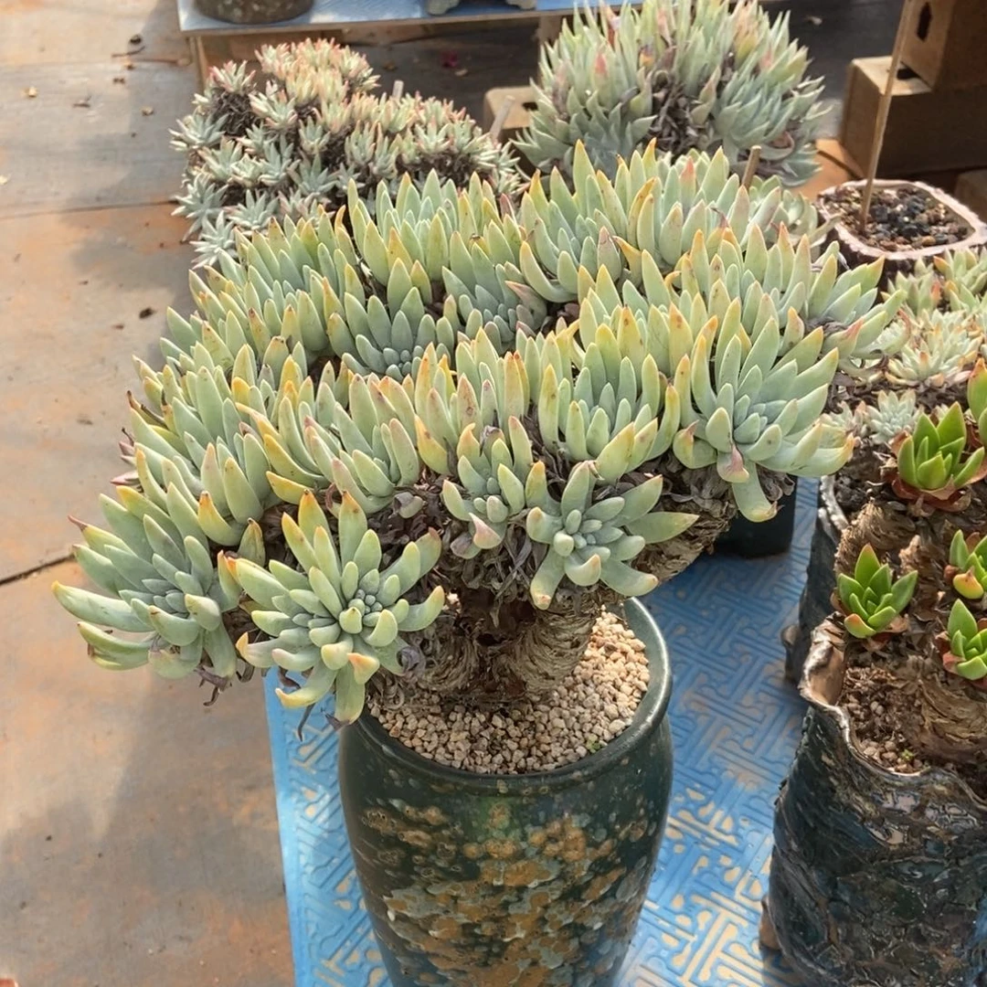 海瑟拇指多肉植物