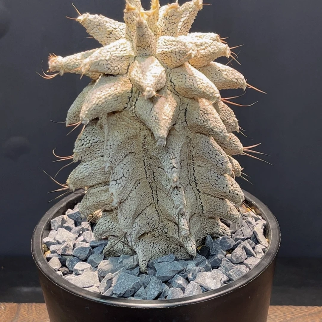 自根角尤恩冢Zzzzzzzzzzzz