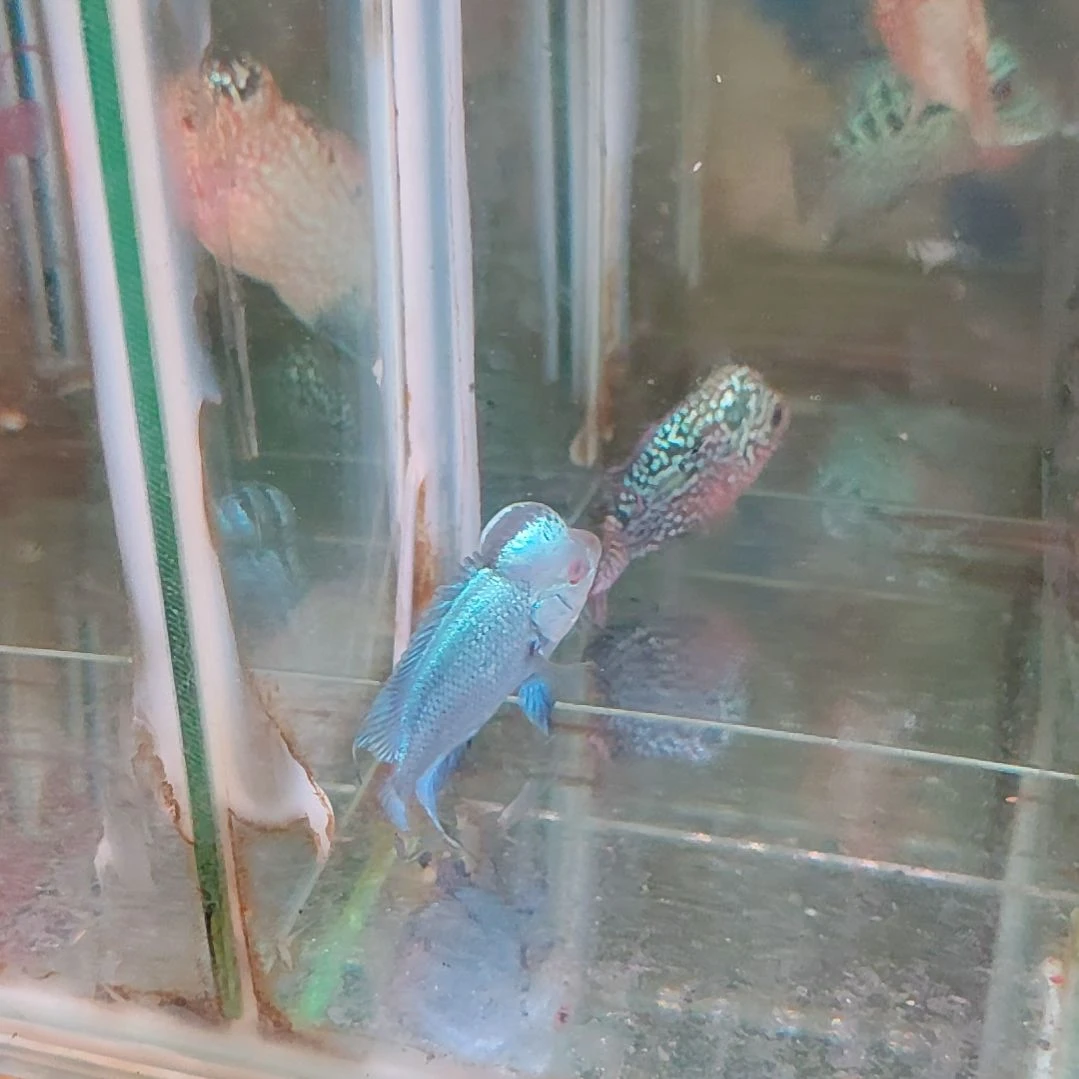 罗汉鱼鱼22222222222