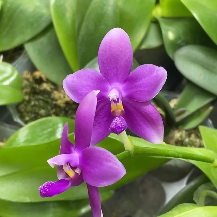 完全开放天使粉浓香1278 2.8寸带花介意消花勿拍