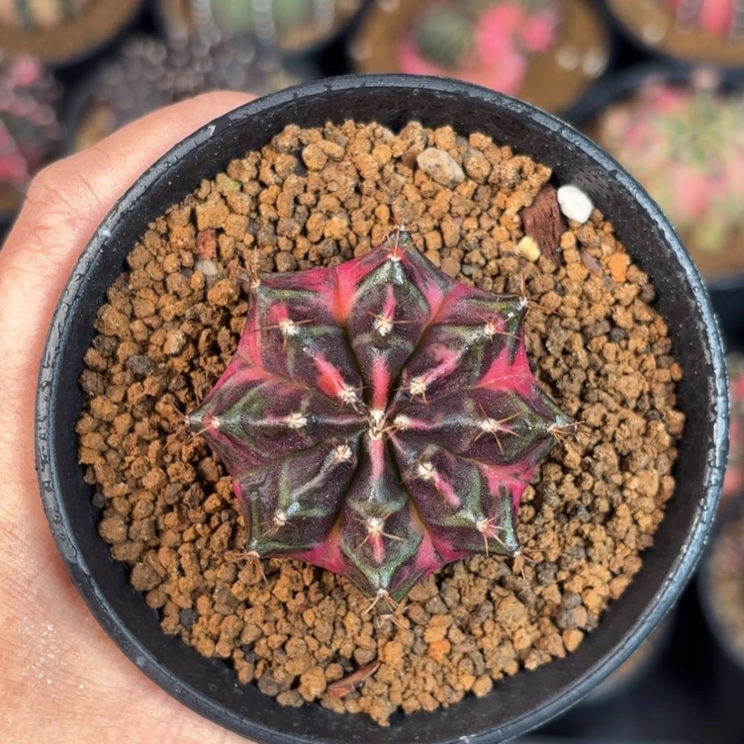 泰系米哈实生仙人球328