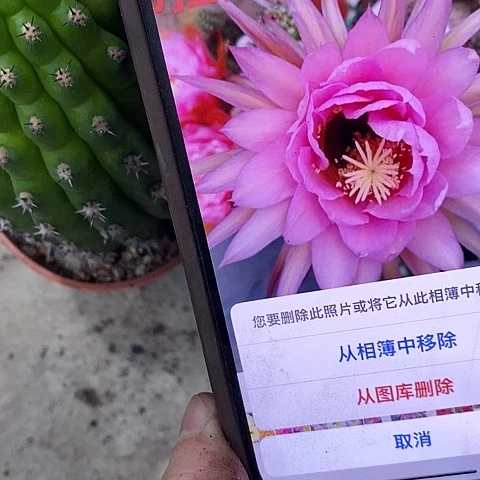 佛拉毛花,3689000