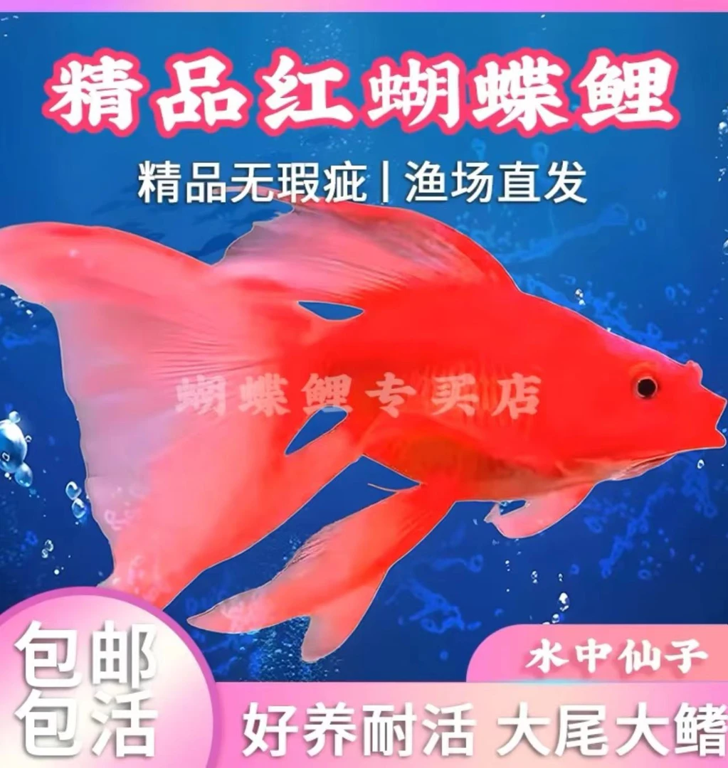 11-13公分蝴蝶鲤鱼专属蝴蝶鲤养殖发货好养饲养混养自家渔场