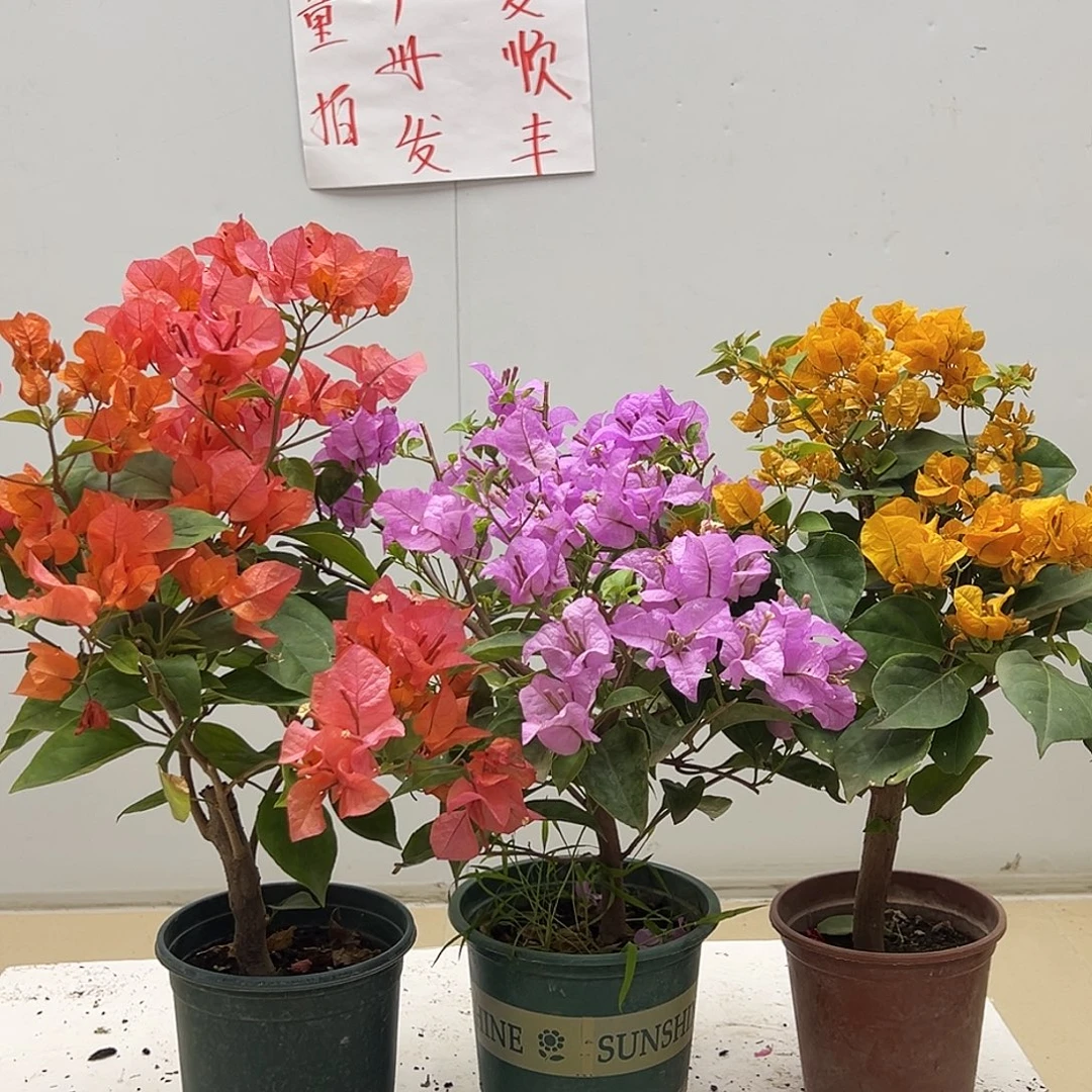 大部分花苞少量开放波妹，巴西紫，加州黄组合