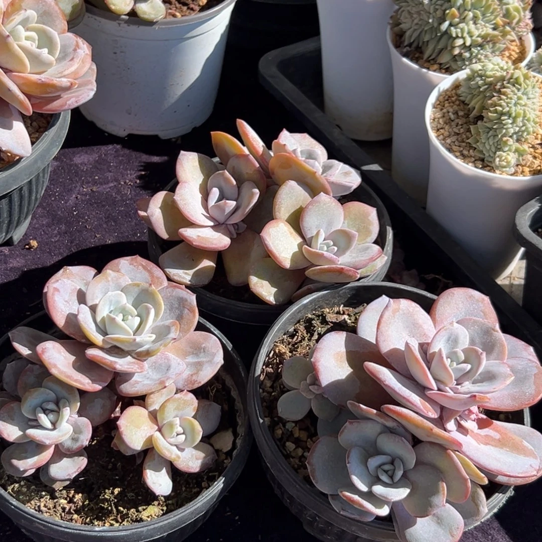 新年快乐 新年快乐 新年快乐