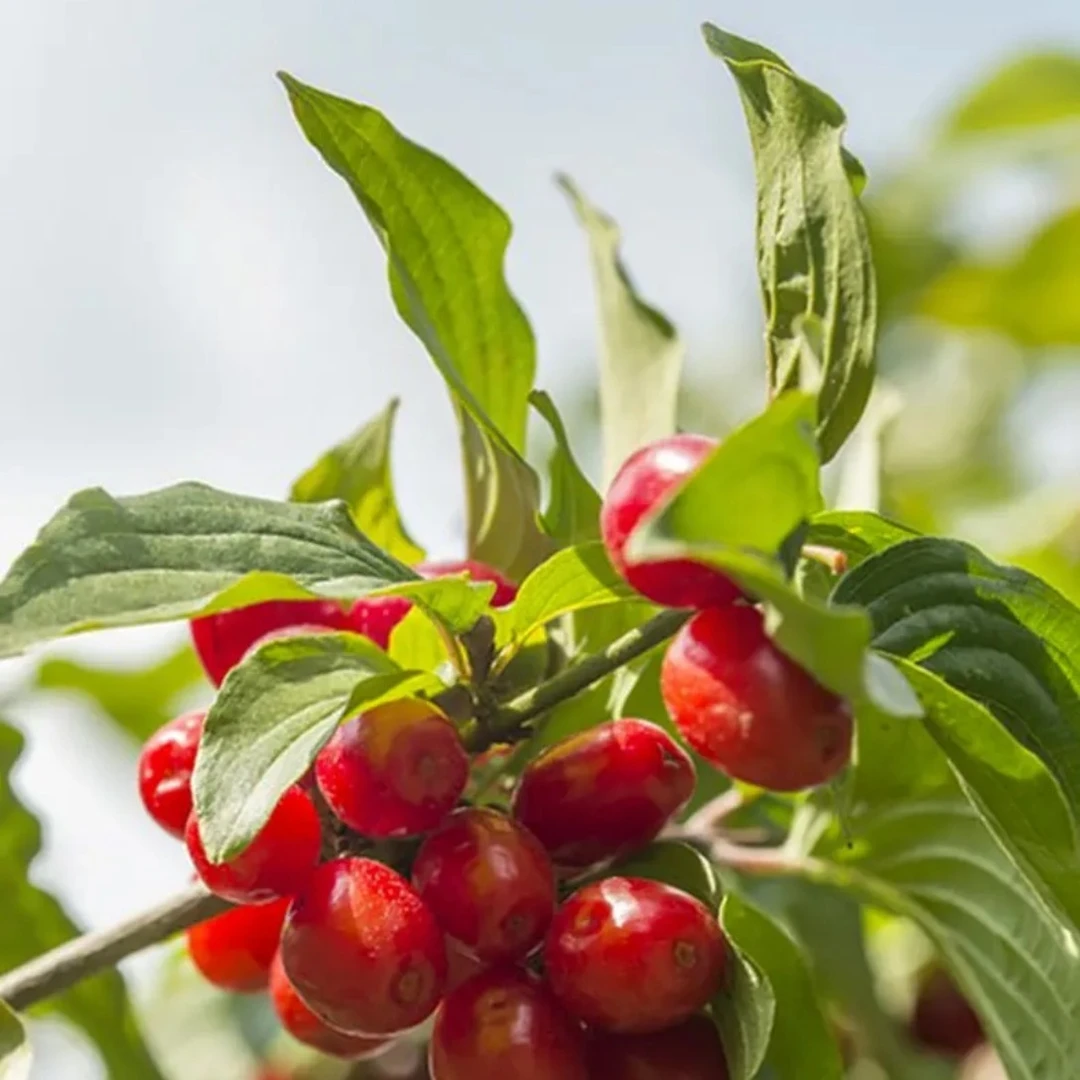 陕西秦岭山茱萸新货去核山萸肉可泡水泡酒