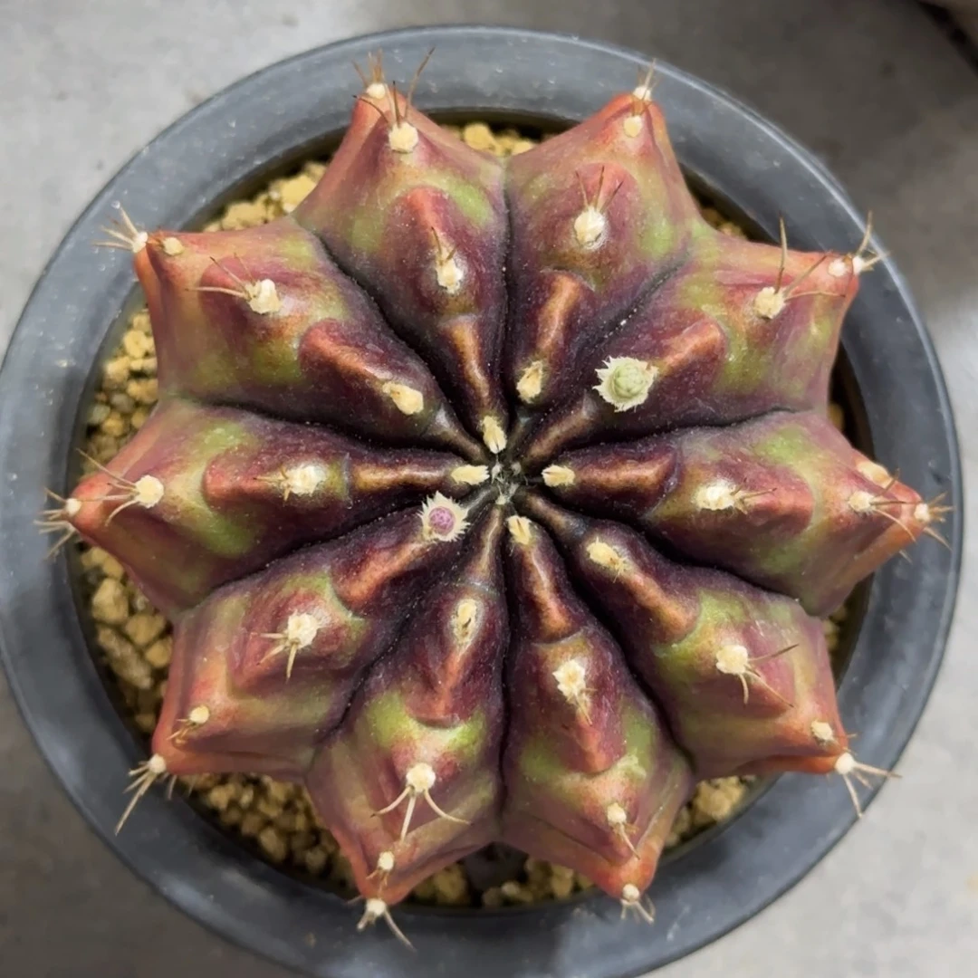 泰系实生皮色球带盆土发货