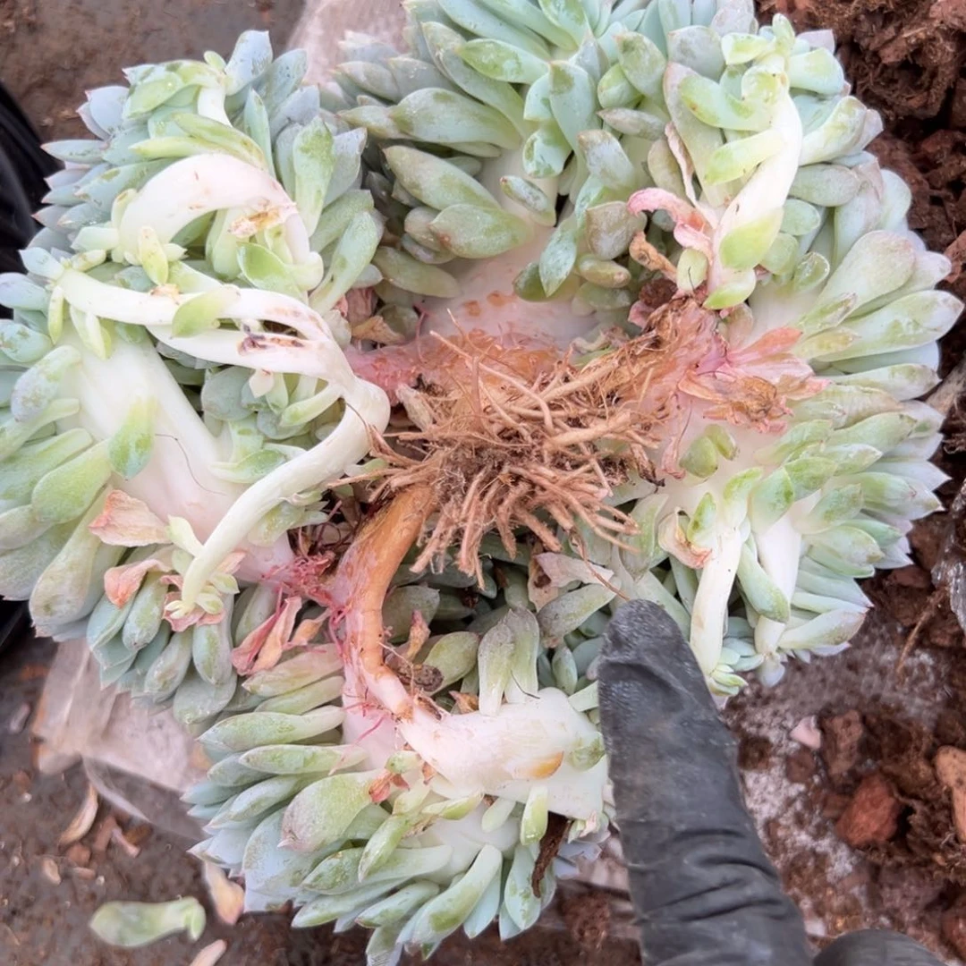 *️****有瑕疵不售后