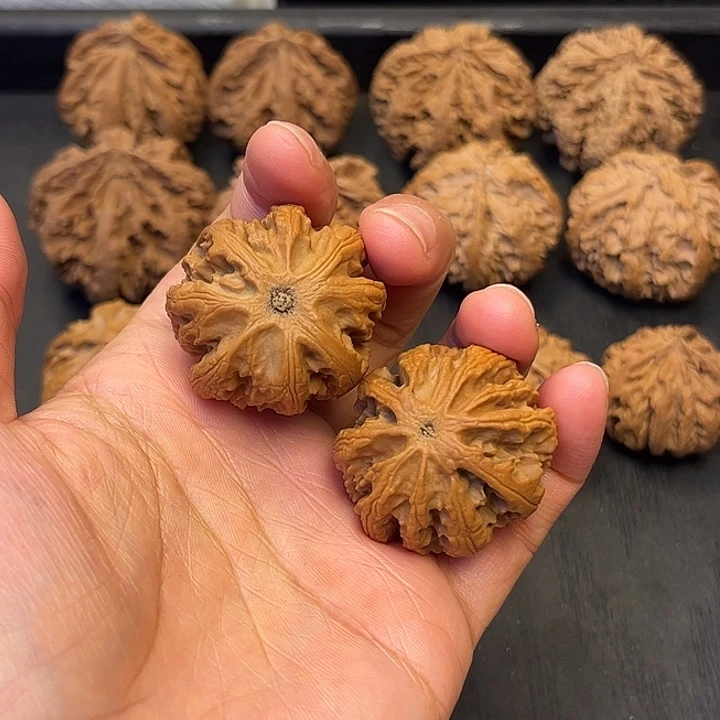 核桃秦岭突突突突突突26