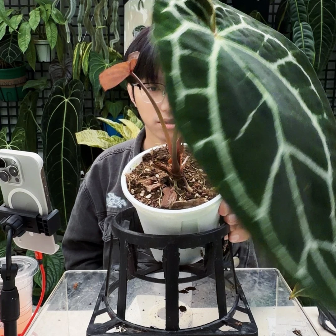 完全开放J184 黑水晶杂红水晶