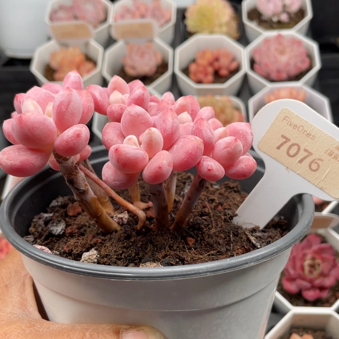 樱花洛神7076-10.5厘米