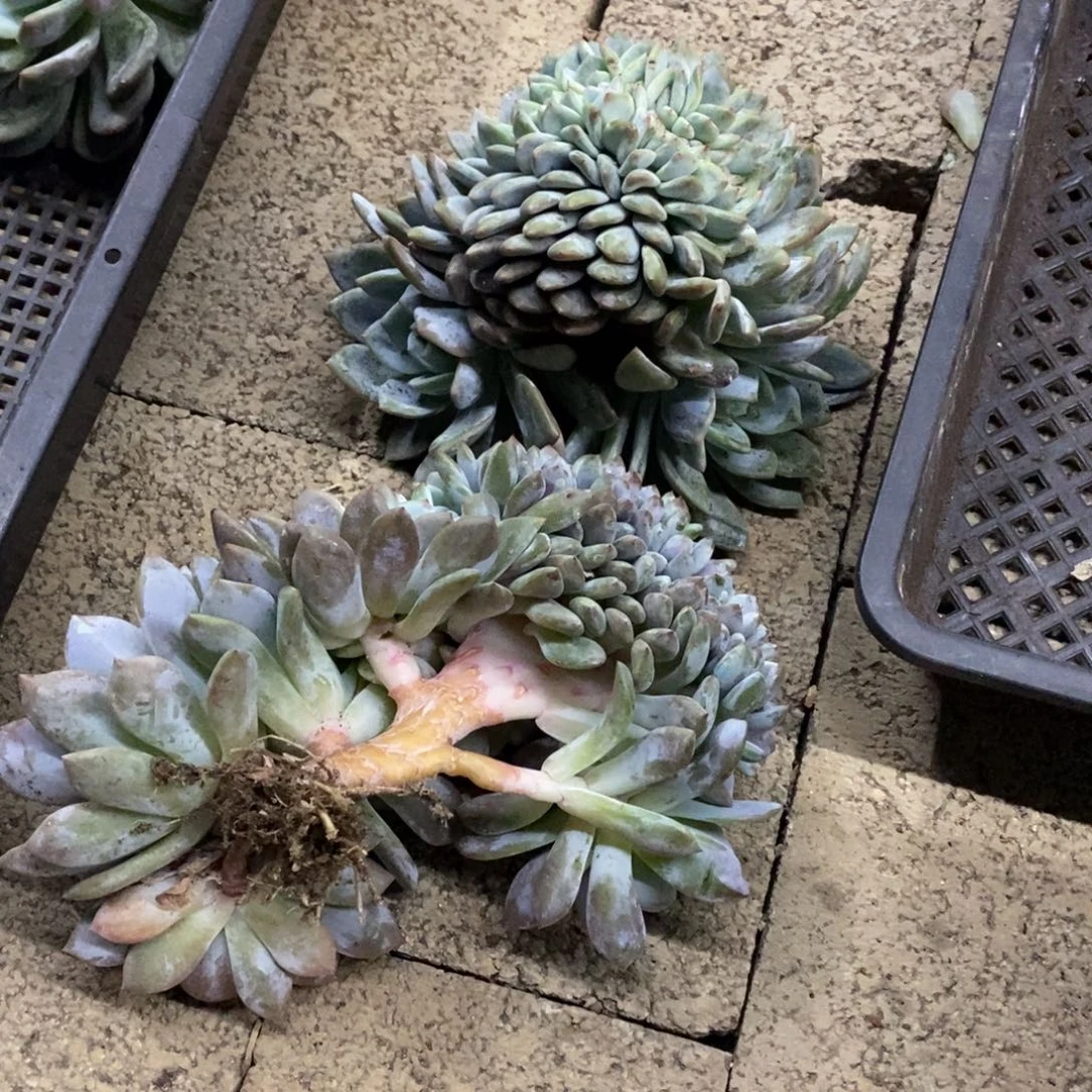 ****哟小虎多肉一物一拍星影