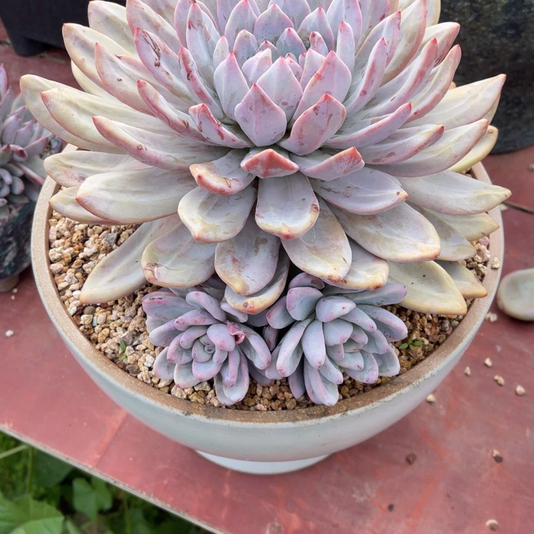 群生鸟蛋裸根发货