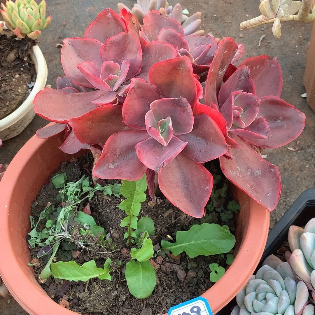 129红酒杯 一物一拍多肉