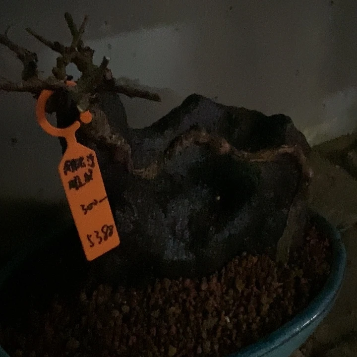 雕***盟无花朵王发忠附石