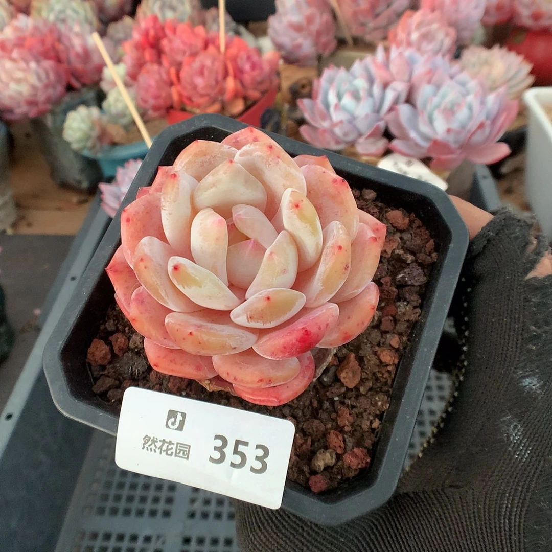 353冰橙多肉植物66666