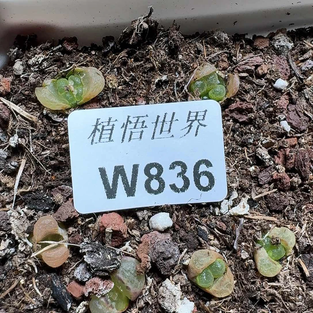 836盒多肉植物哇x c