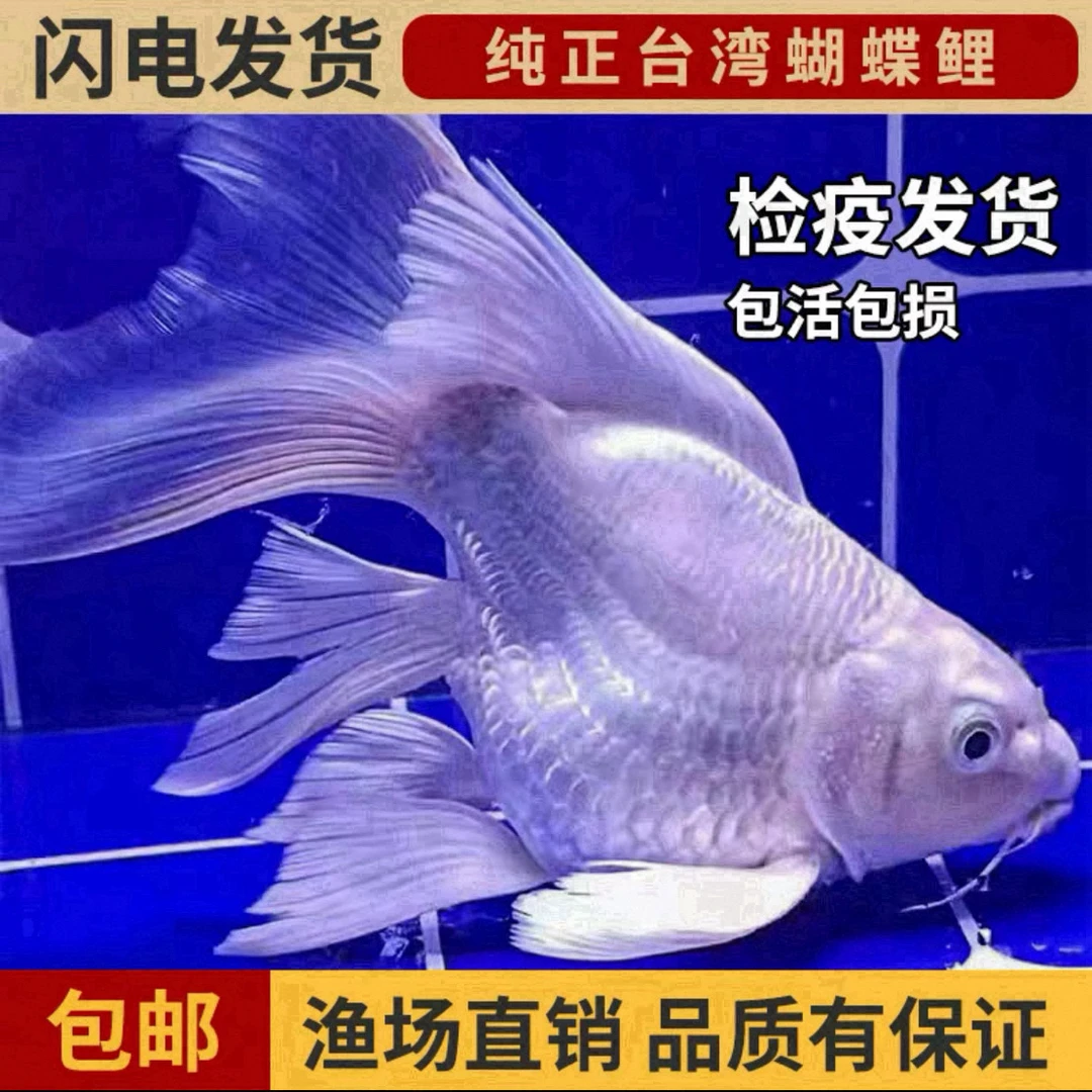 Y16-20厘米纯种台系蝴蝶鲤石膏白短身大鳍大尾好养耐活可混养