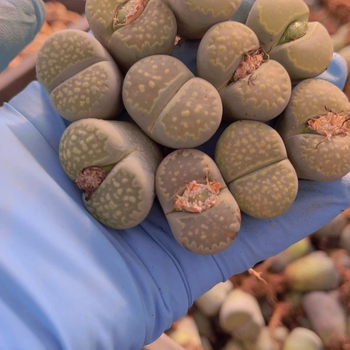 十颗绿福来888888888808