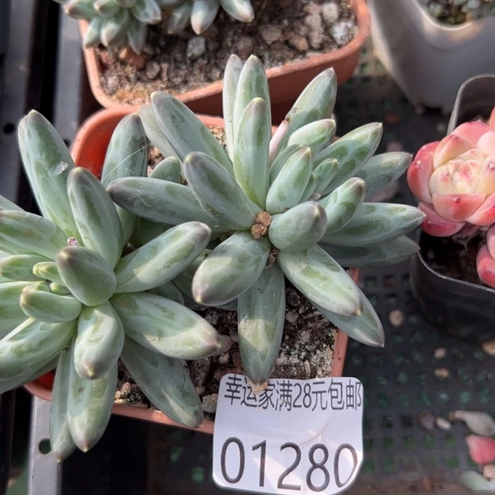 幸运儿是一位非常优秀且非常