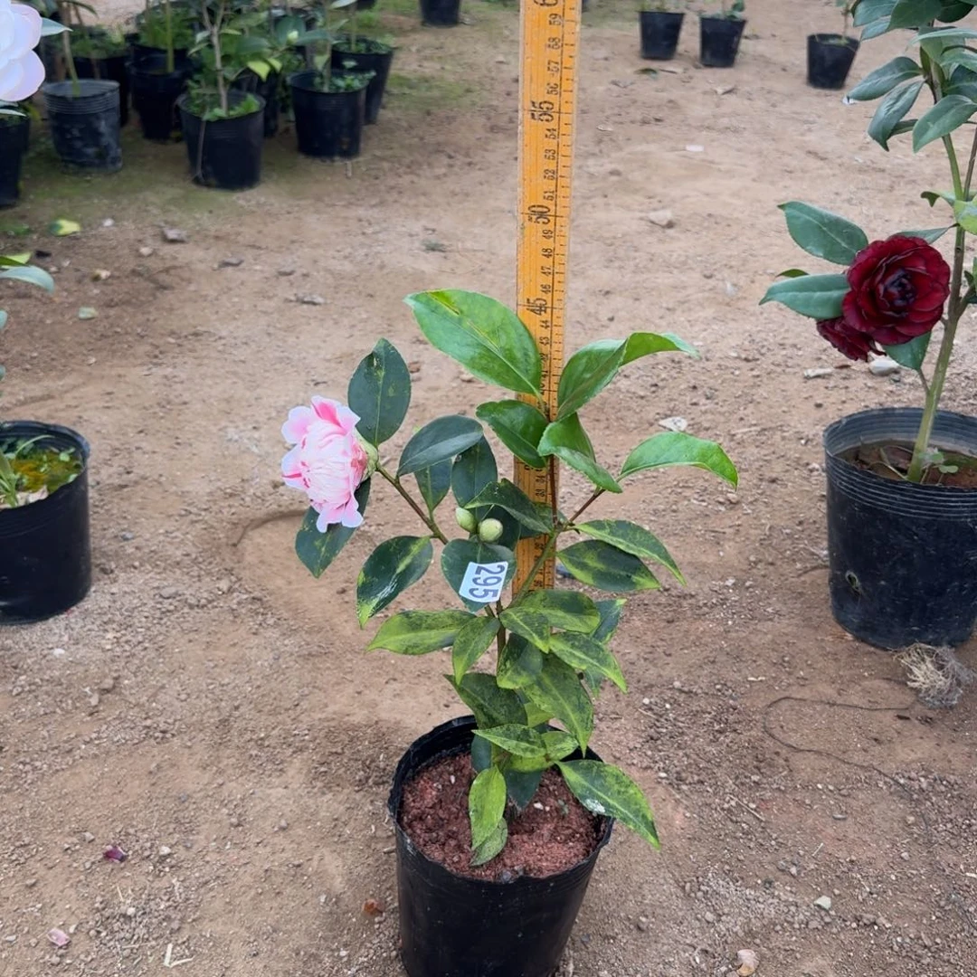 少量花朵（建议范围：2朵-5朵 或40%以下）295托五