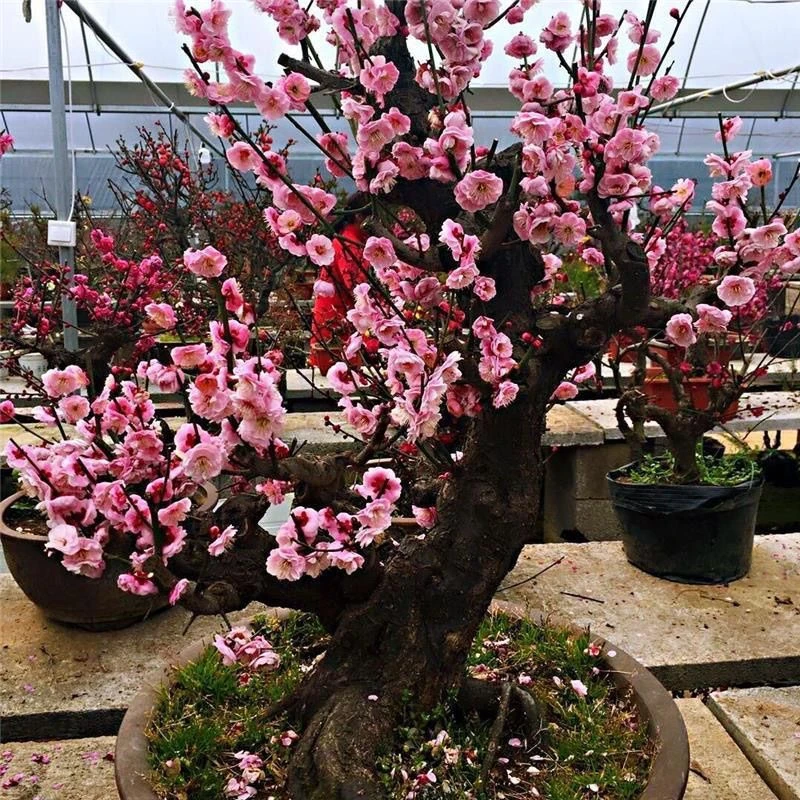 【造型】宫粉大花重瓣浓香盆景带花苞发货耐寒耐旱