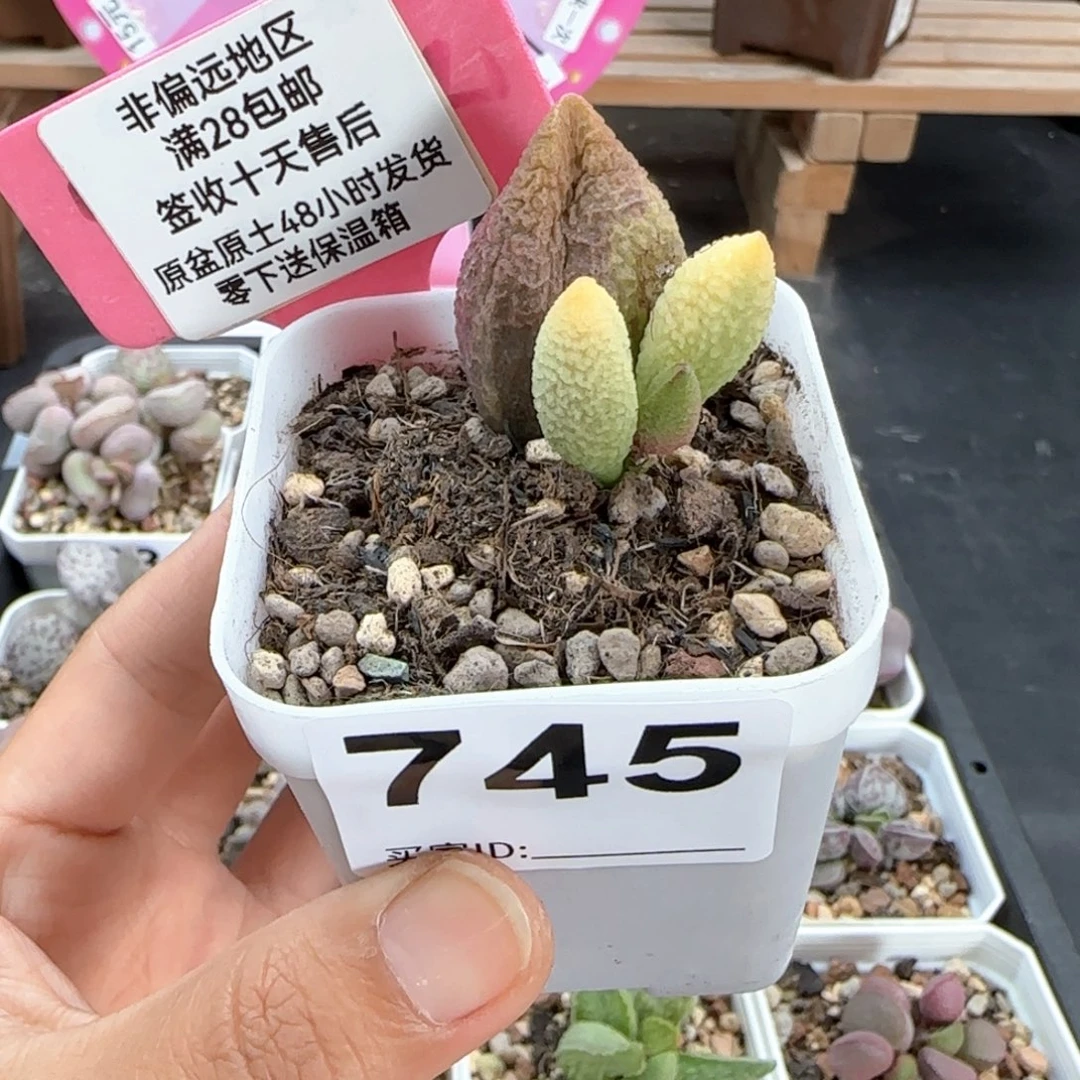 *️**745服部全锦多肉