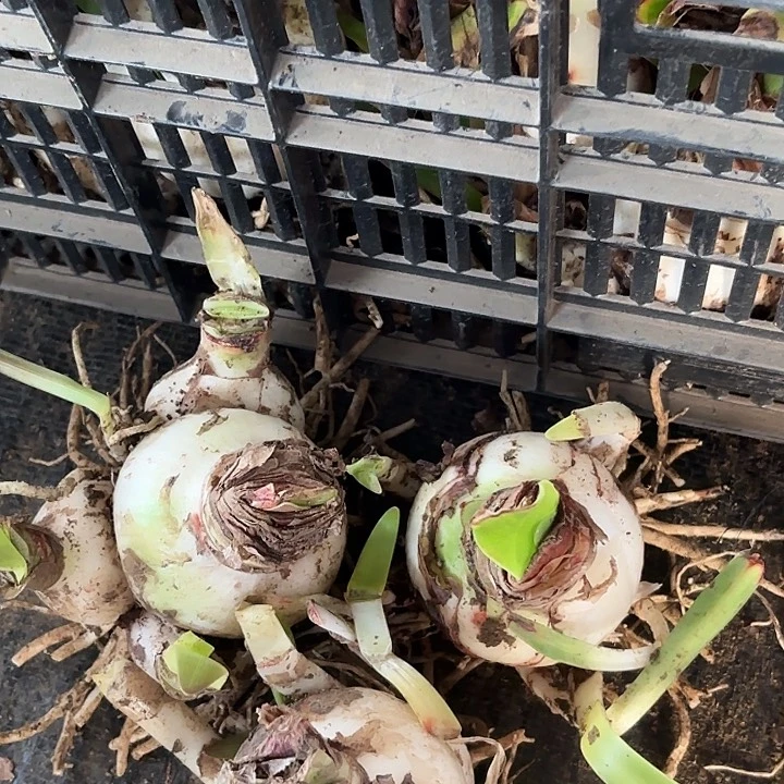 杂交七➕三颗开花不售后