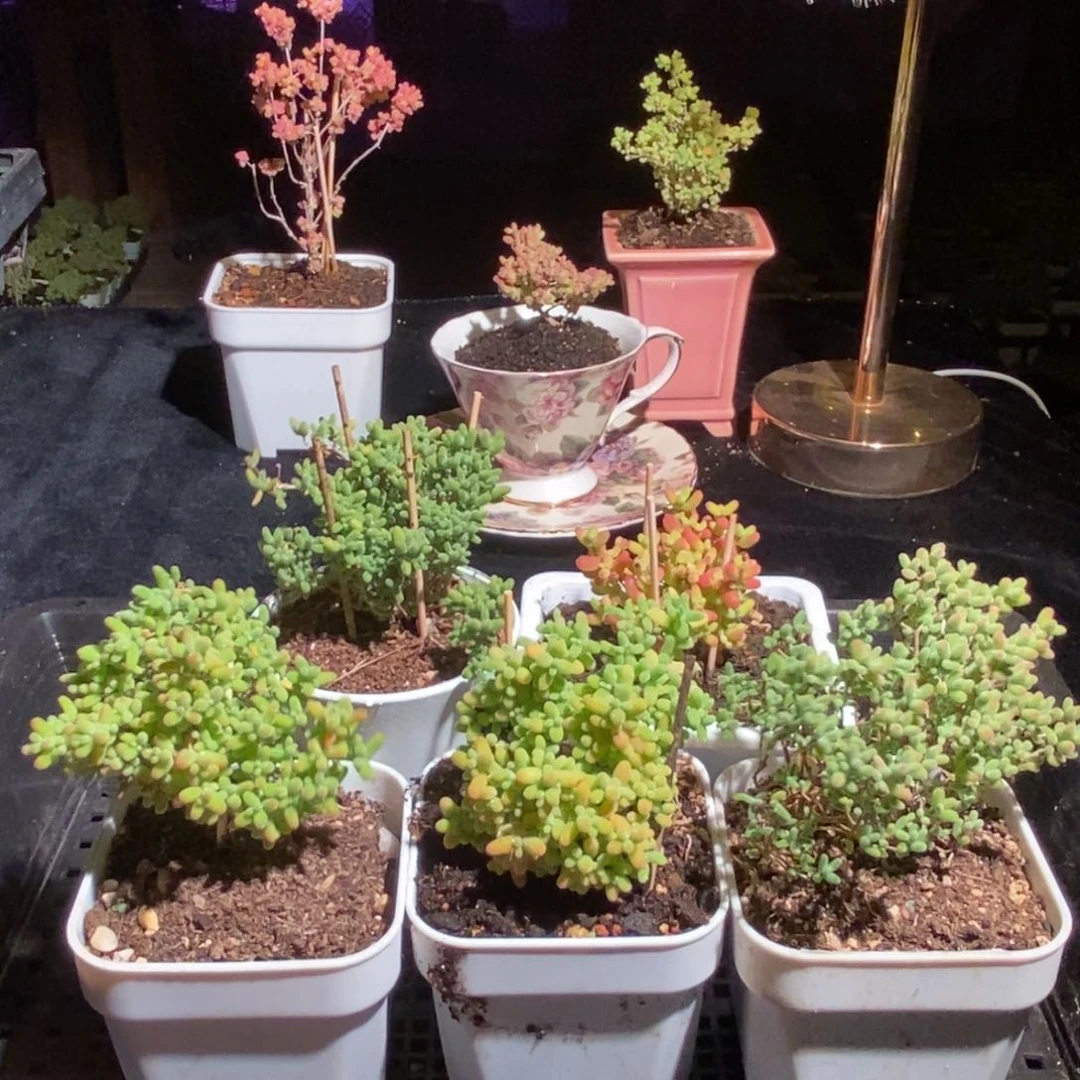 枝干番杏多肉植物899
