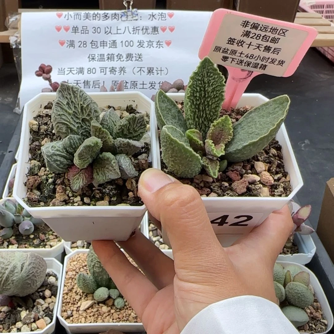 浪**。942大鱼海棠绿皮