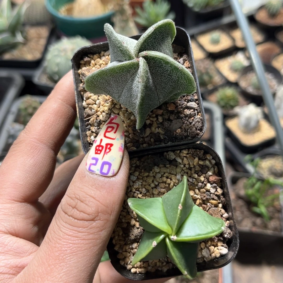 单头五角鸾凤玉组合单头发货