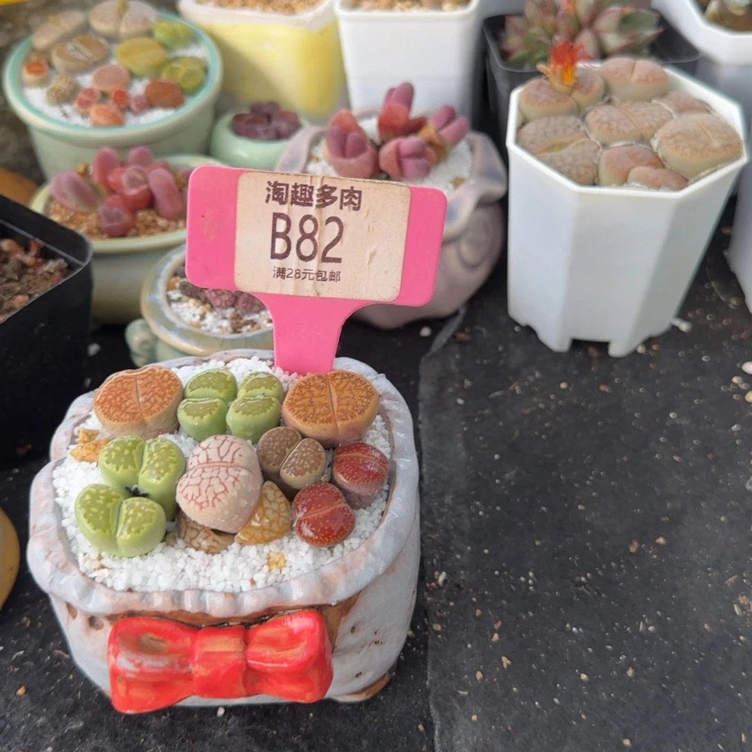 清**月多肉植物带棚带土生石花发货