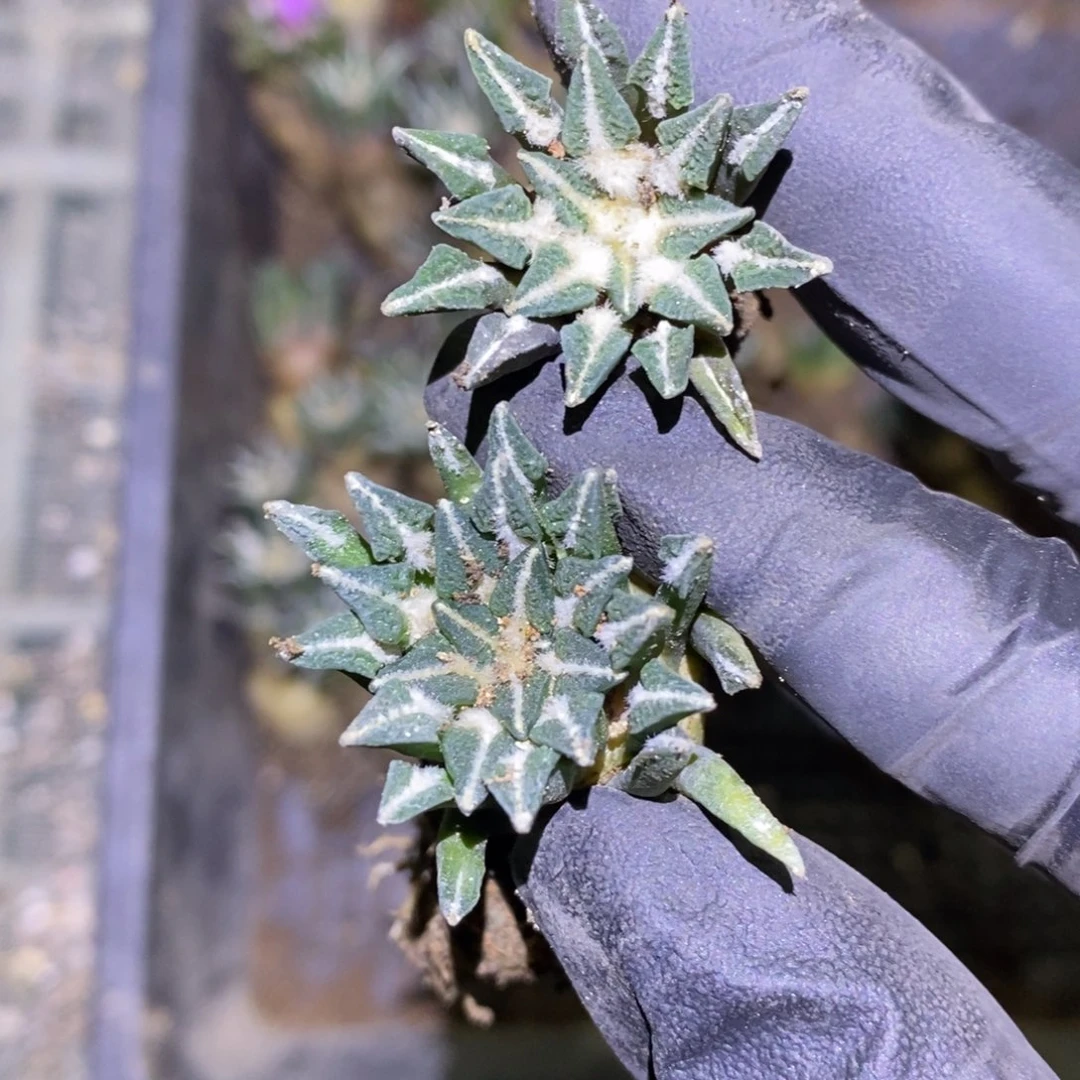 小***满11号实生姬福利福利