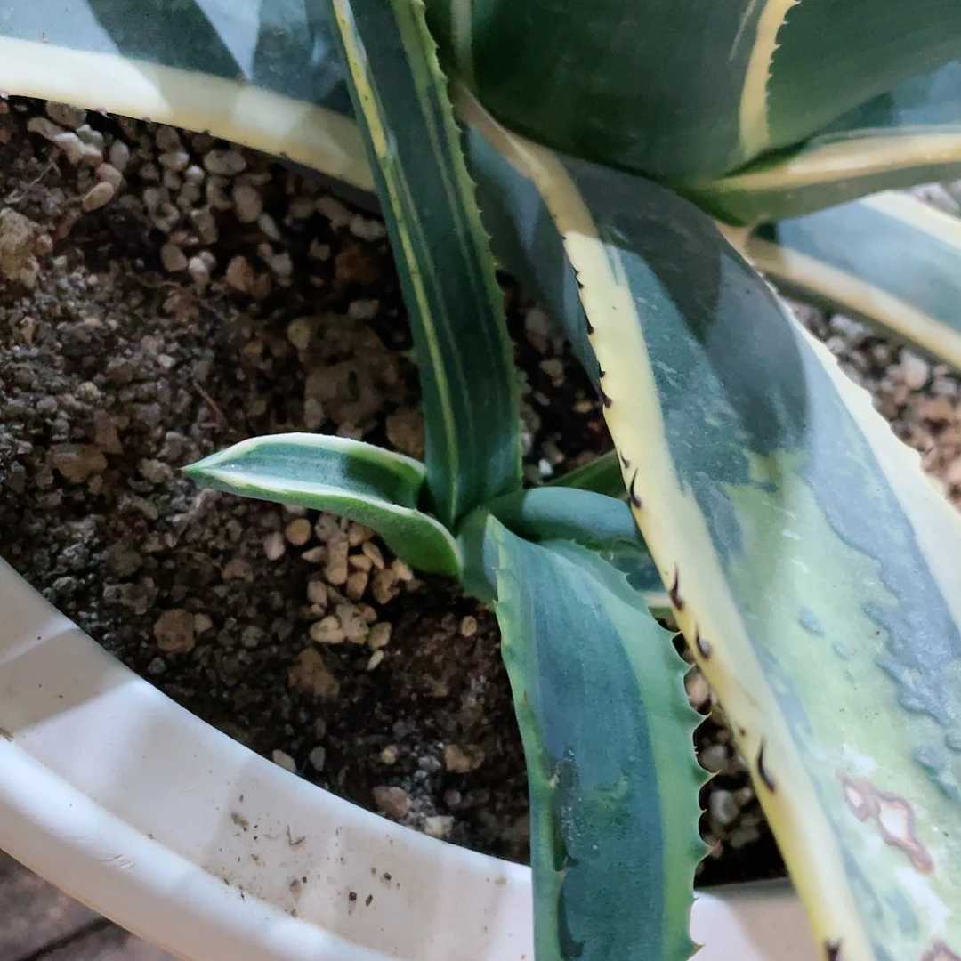 水****6赤牙龙拉丝锦小苗龙舌兰